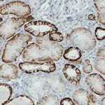 Merck Monoclonal Anti-CA12 antibody produced in mouse