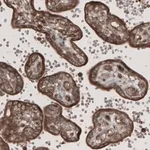 Merck Monoclonal Anti-CARS antibody produced in mouse
