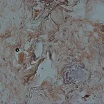 Merck Anti-FKHRL1 (FOXO3a) antibody produced in rabbit