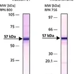 Merck Anti-Apoptosis-Inducing Factor antibody produced in rabbit