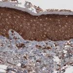 Merck Monoclonal Anti-CARS antibody produced in mouse