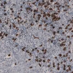 Merck Monoclonal Anti-CD8A antibody produced in mouse