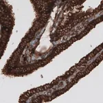 Merck Monoclonal Anti-CARS antibody produced in mouse