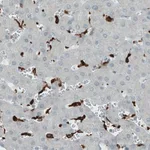 Merck Monoclonal Anti-CD68 antibody produced in mouse