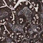 Merck Monoclonal Anti-CS antibody produced in mouse