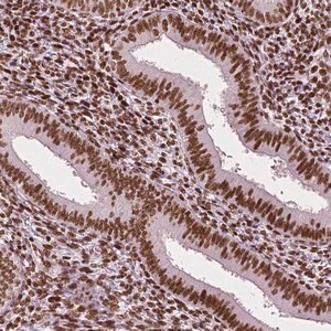 Merck Monoclonal Anti-CTCF antibody produced in mouse