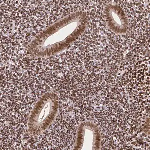 Merck Monoclonal Anti-CTCF antibody produced in mouse