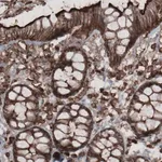 Merck Monoclonal Anti-EZR antibody produced in mouse