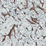 Merck Monoclonal Anti-ENG antibody produced in mouse