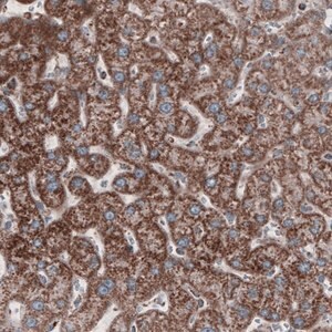 Merck Monoclonal Anti-CS antibody produced in mouse