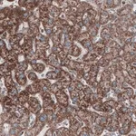 Merck Monoclonal Anti-CS antibody produced in mouse