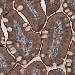 Merck Monoclonal Anti-EZR antibody produced in mouse