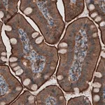 Merck Monoclonal Anti-EZR antibody produced in mouse