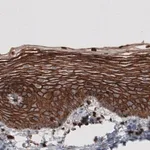Merck Monoclonal Anti-EZR antibody produced in mouse