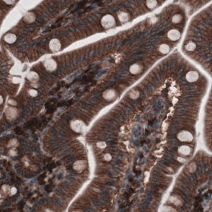 Merck Monoclonal Anti-GORASP2 antibody produced in mouse