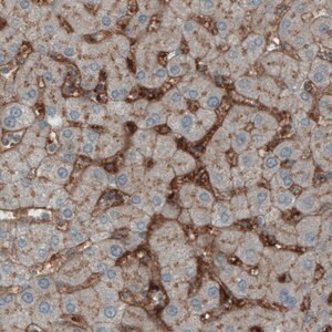 Merck Monoclonal Anti-ITIH4 antibody produced in mouse