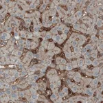 Merck Monoclonal Anti-ITIH4 antibody produced in mouse
