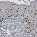 Merck Monoclonal Anti-MKI67IP from mouse