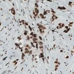 Merck Monoclonal Anti-KDM5B antibody produced in mouse