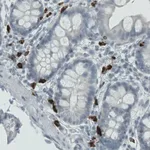 Merck Monoclonal Anti-MMP9 antibody produced in mouse