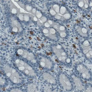 Merck Monoclonal Anti-KIT antibody produced in mouse