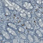 Merck Monoclonal Anti-KIT antibody produced in mouse