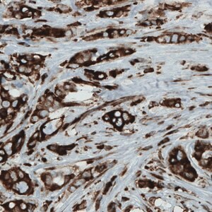 Merck Monoclonal Anti-MTDH antibody produced in mouse