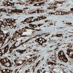 Merck Monoclonal Anti-MTDH antibody produced in mouse