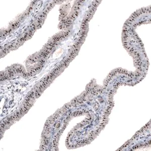 Merck Monoclonal Anti-MKI67IP antibody produced in mouse