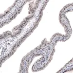 Merck Monoclonal Anti-MKI67IP antibody produced in mouse