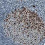 Merck Monoclonal Anti-MKI67 antibody produced in mouse