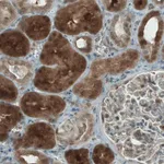 Merck Monoclonal Anti-NAPRT antibody produced in mouse