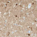Merck Monoclonal Anti-NECAB1 antibody produced in mouse