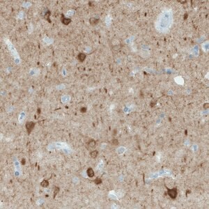 Merck Monoclonal Anti-NECAB1 antibody produced in mouse