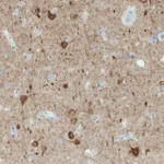 Merck Monoclonal Anti-NECAB1 antibody produced in mouse