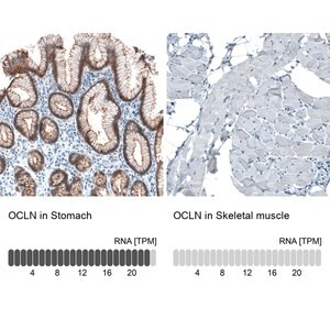 Merck Monoclonal Anti-OCLN antibody produced in mouse