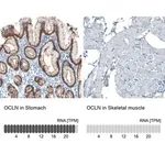 Merck Monoclonal Anti-OCLN antibody produced in mouse