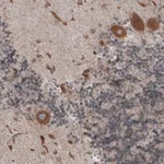Merck Monoclonal Anti-PDIA3 antibody produced in mouse