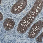 Merck Monoclonal Anti-OCLN antibody produced in mouse