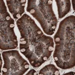 Merck Monoclonal Anti-PDIA3 antibody produced in mouse