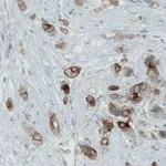 Merck Monoclonal Anti-OCLN antibody produced in mouse