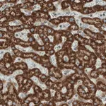 Merck Monoclonal Anti-SDHB antibody produced in mouse