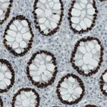 Merck Monoclonal Anti-SATB2 antibody produced in mouse