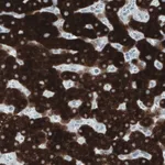 Merck Monoclonal Anti-SLC27A5 antibody produced in mouse