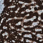 Merck Monoclonal Anti-SLC27A5 antibody produced in mouse