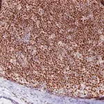 Merck Monoclonal Anti-SOX11 antibody produced in mouse