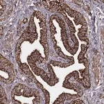 Merck Monoclonal Anti-TUFM antibody produced in mouse