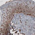 Merck Monoclonal Anti-TUFM antibody produced in mouse