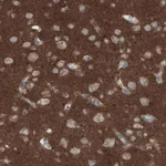 Merck Monoclonal Anti-THY1 antibody produced in mouse