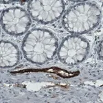 Merck Monoclonal Anti-VWF antibody produced in mouse